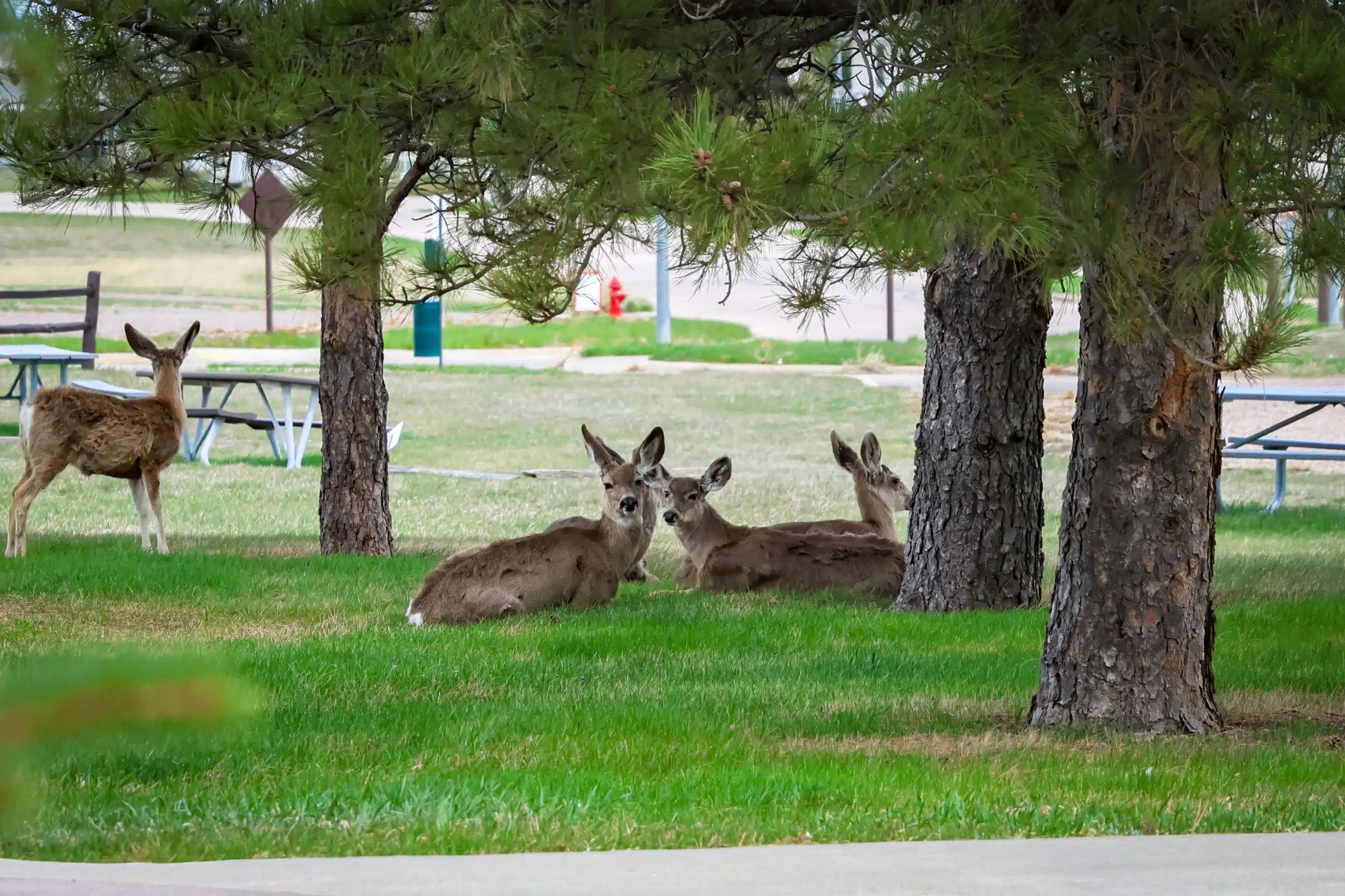 Ellsworth Air Force Base FamCamp photo 4